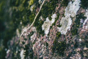 Moss on old stone with dark colors