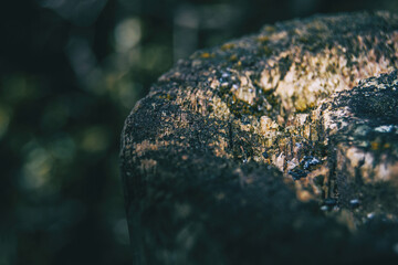 Dark detail of a rotten stump in a forest in Catalonia, Spain.