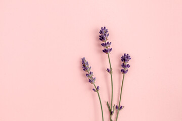 Purple lavender flowers are arranged on pink background. Flat lay, top view. Minimal concept.