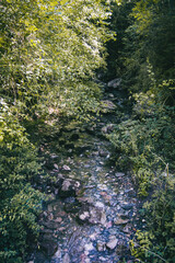river in the forest surrounded by trees and green bushes in a countryside of catalonia, spain.