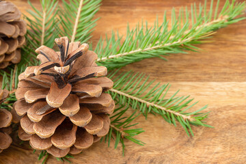 Cone and twig of fir on wooden background