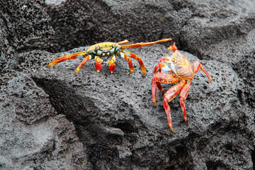 The red crab of the Galapagos Islands