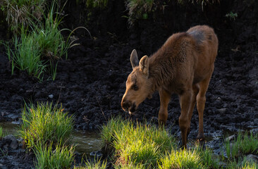 An Adorable Moose Calf Roaming the Mountains