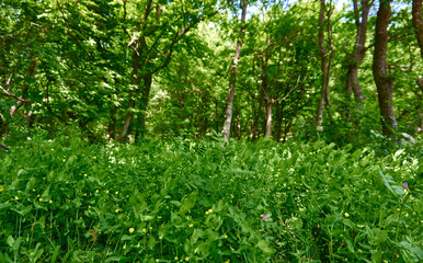 Fototapeta premium Beautiful green forest in a sunny day
