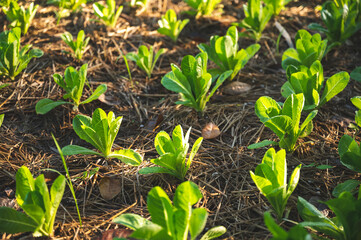 green nature vegetable farm, organic raw food agriculture concept for good health lifestyle, organic salad plant crop on field, healthy clean food
