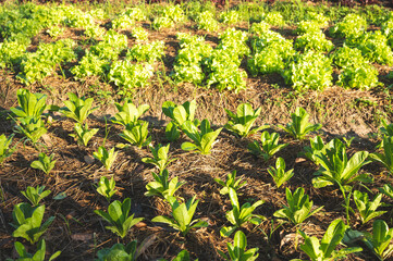 green nature vegetable farm, organic raw food agriculture concept for good health lifestyle, organic salad plant crop on field, healthy clean food