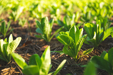 green nature vegetable farm, organic raw food agriculture concept for good health lifestyle, organic salad plant crop on field, healthy clean food