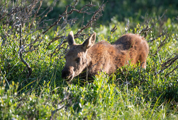 An Adorable Moose Calf Roaming the Mountains