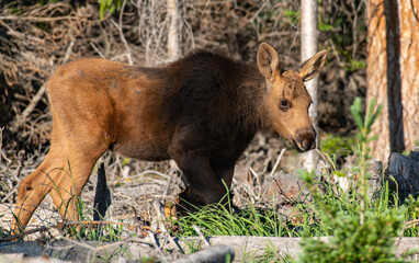 An Adorable Moose Calf Roaming the Mountains