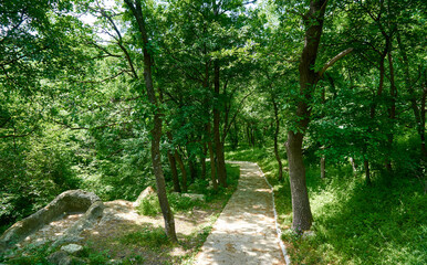 A path through sunlit forest