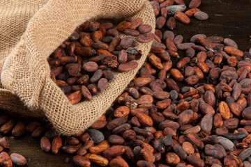 Bag with raw cocoa beans from southern Bahia Brazil
