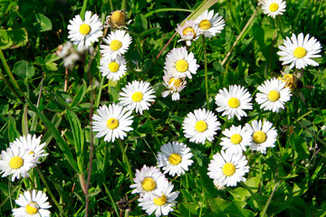 Fototapeta premium Das Gaensebluemchen ist eine weit verbreitete Pflanze. Thüringen, Deutschland, Europa -- The goose blossom is a widespread plant. Thuringia, Germany, Europe