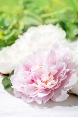 Pink and white peonies flowers with leaves over white cotton textile background. Close up