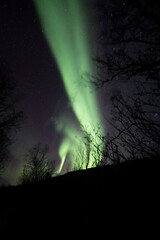 Aurora rising from behind tree silhouettes