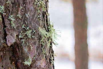 forest, moss, bark of tree