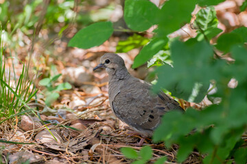 A Mourning Dove Fledgling after Leaving Nest