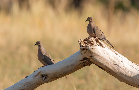 A Mourning Dove Mating Pair Perched On A Broken Log