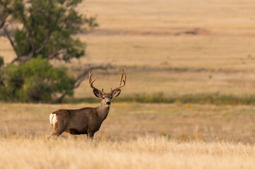 A Large Mule Deer Buck with Velvet Antlers in a Farm Field