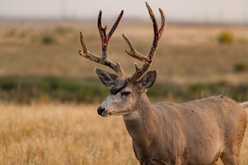 Naklejka na ściany i meble A Mule Deer Buck Shedding its Antlers on the Plains of Colorado