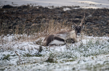 Roaming reindeer outside Tromso in Norway