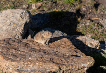A Pika Scurrying up the Mountain