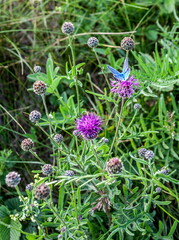 Flowers cornflower blue with a blue butterfly close-up on a green background