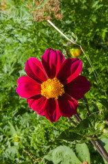 Flowers Dahlia Agnes closeup on green background