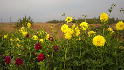 Flowers Dahlia yellow close-up on a green background