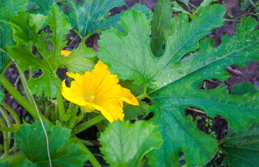 Pumpkin flowers close-up on a green background
