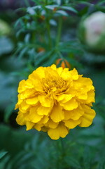 Flowers zinnia yellow close-up on green background