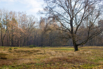 Fototapeta na wymiar winter forest - Brachter Wald in Germany