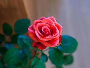 Red rose