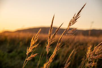 Golden Shortgrass Slightly Illuminated by the Setting Sun