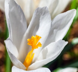 White crocuses in spring closeup