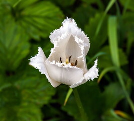 Flower white Terry Tulip closeup