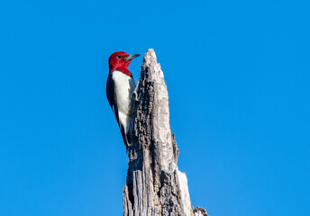 A Striking Red-headed Woodpecker Foraging for Food
