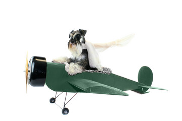 dog in old military plane miniature schnauzer 