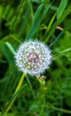 Fototapeta premium White dandelions closeup in summer on a green background