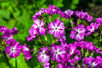 Fototapeta premium Primrose flowers closeup on green background in summer