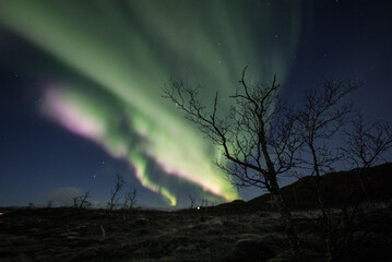 Aurora with tree silhouette