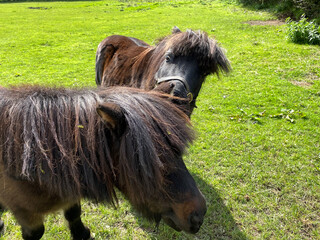 Two Shetland ponies, in a pasture near, Harrogate, Yorkshire, UK