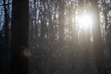 Light Peeking Through the Woods 