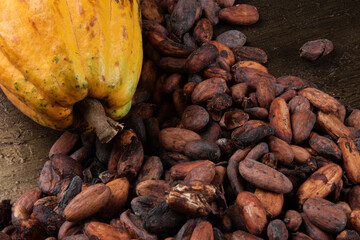 Detail of cocoa fruit with raw cocoa beans from southern Bahia Brazil