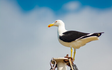 Gaivota, Seagull