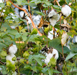 Cotton Tree