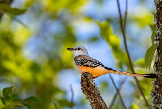 A Colorful Scissor-tailed Flycatcher Perched on a Tree Branch