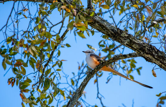 A Scissor-tailed Flycatcher and its Long Tail Perched on a Tree Top