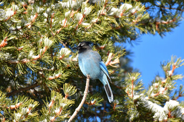 A Stellar's Jay on a Cold Winter Morning
