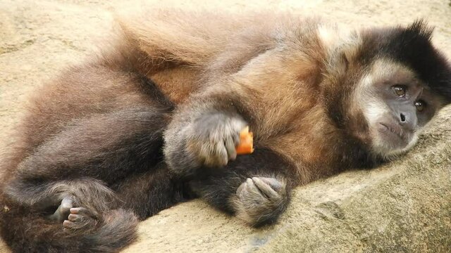 Brazilian capuchin monkey (Sapajus libidinosus) lying on a rock in the strong sun eating fruit.