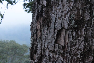 Bark of a tree 